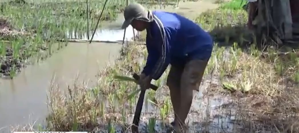 Petani Padi Sebut Hama Tikus Menjadi Kendala Ketika Menanam Padi Disawah