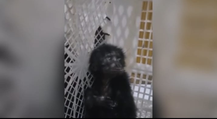 Polresta Jambi Gagalkan Perdagangan Dua Siamang Dilindungi