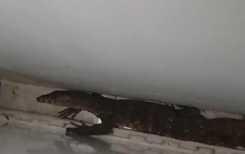 Damkartan Evakuasi Biawak di Perumahan Bukit Asri Kota Jambi