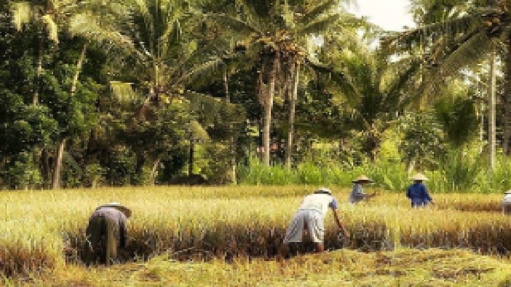 Peran Penting Kebutuhan Pangan Bagi Pertumbuhan Ekonomi