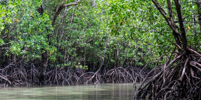 Hutan Mangrove sebagai Benteng Terakhir Melindungi Pantai dari Abrasi