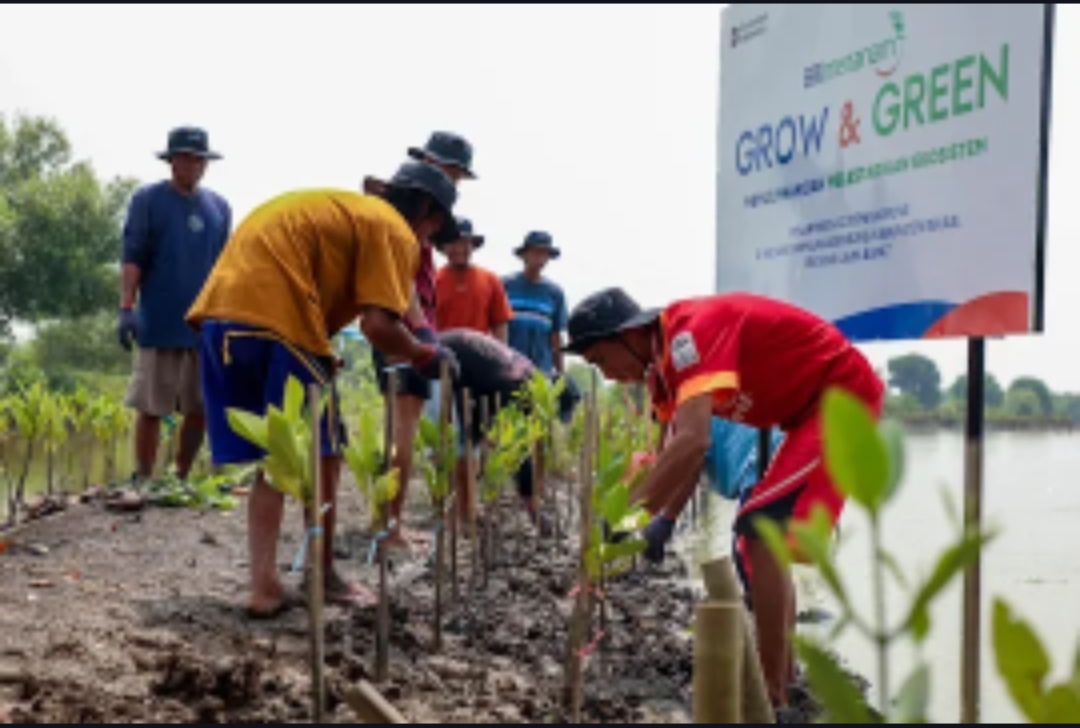 Peringati Hari Mangrove Sedunia, BRI Pertegas Komitmen Selamatkan Lingkungan Lewat Perbaikan Ekosistem Pesisir