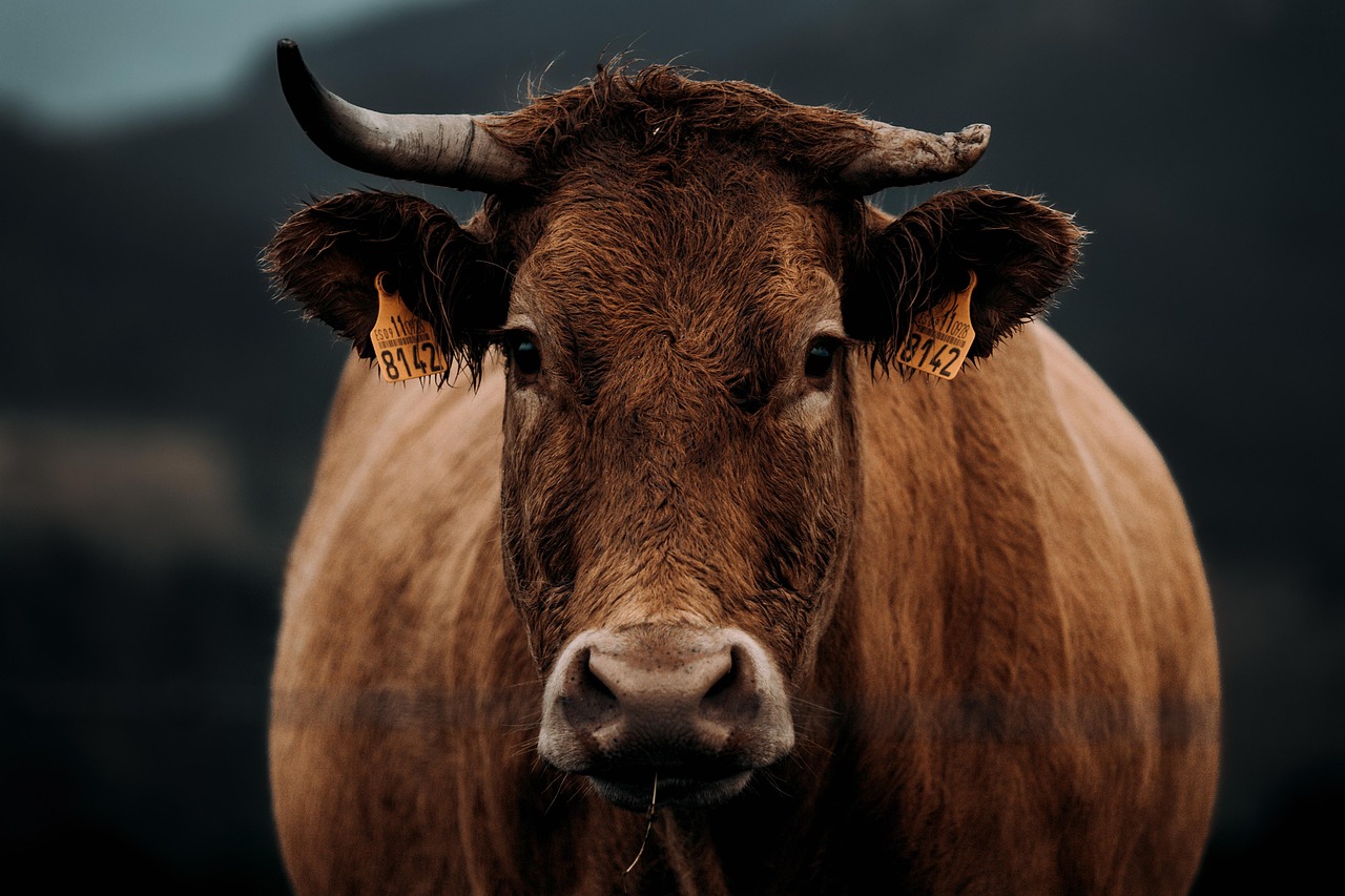 Pemerintah Tambah Kuota Impor Sapi Bakalan 184 Ribu Ekor, Impor Daging Beku Justru Dikurangi