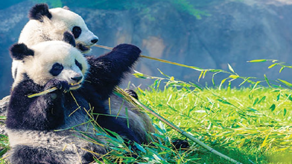 Walau Panda Suka Bambu, Ternyata Nenek Moyangnya Karnivora