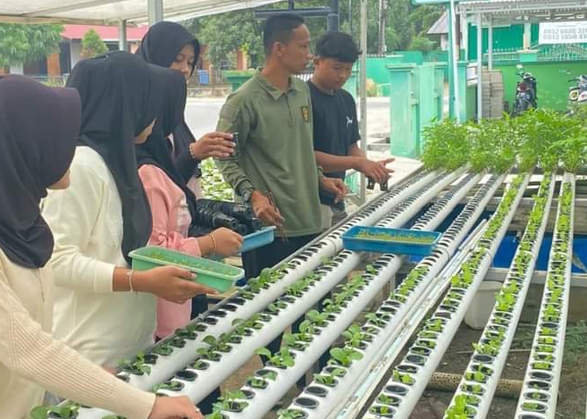 Babinsa Koramil 06/Muara Bungo di Jambi Budidaya Sayur Hidroponik