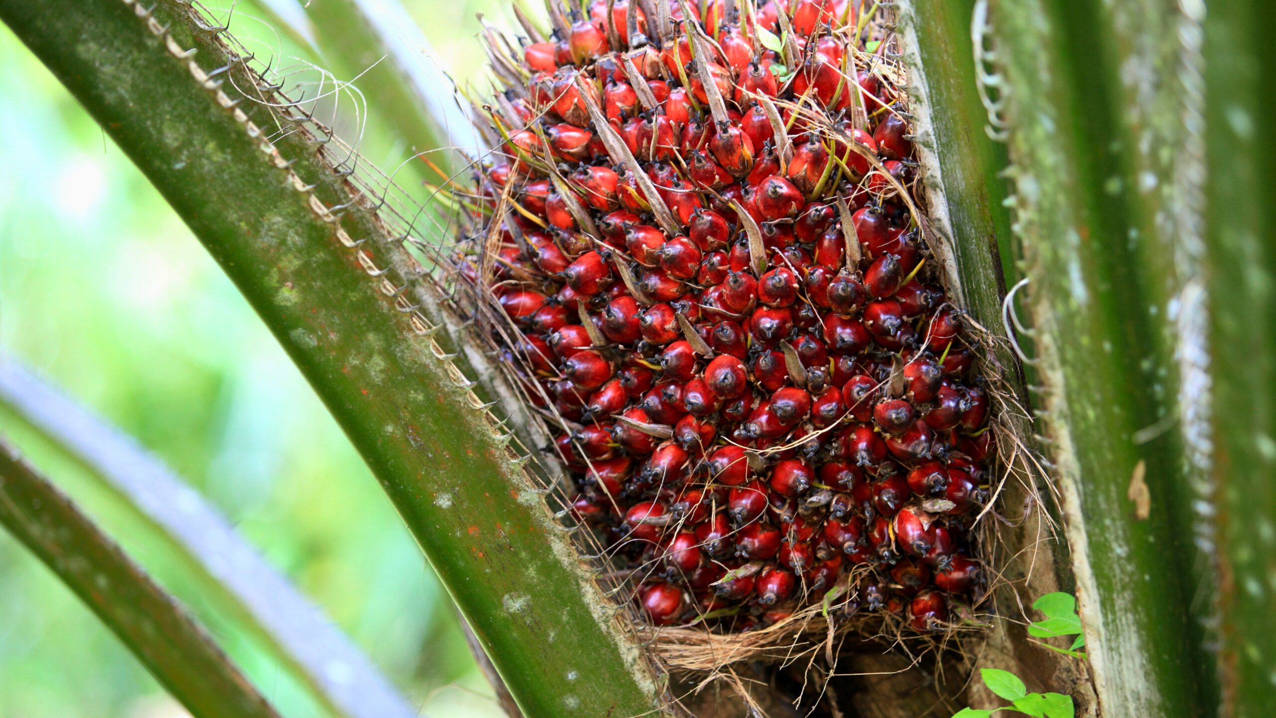 Keringat Kelapa Sawit