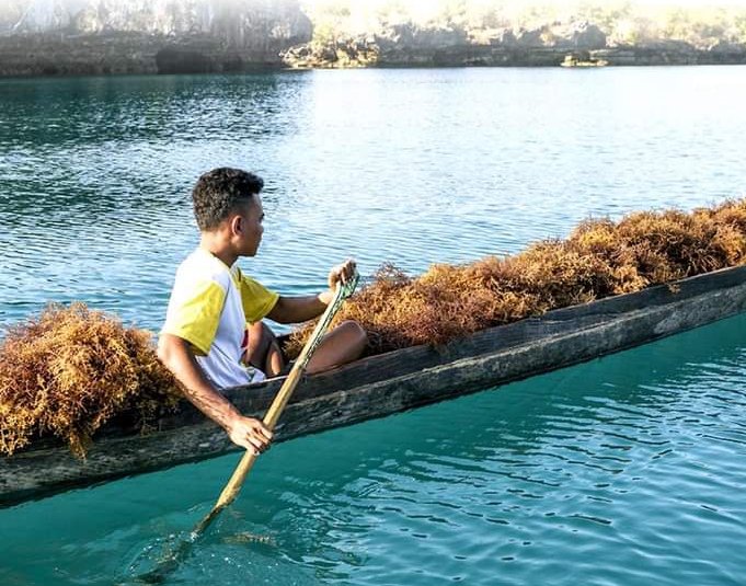 Indonesia Raih Peringkat Pertama Dunia 205,76 Ribu Ton Penghasilan Rumput Laut Terbanyak