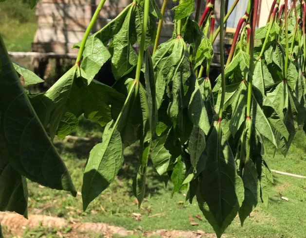 Daun Gohi, Bahan Rahasia Masakan Khas Papua