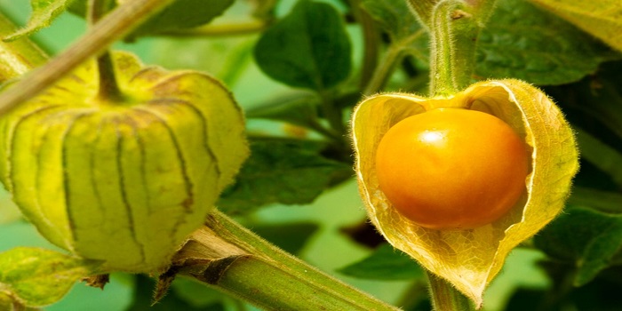 Keunikan Buah Eksotis yang Memikat dengan Ciri Khasnya