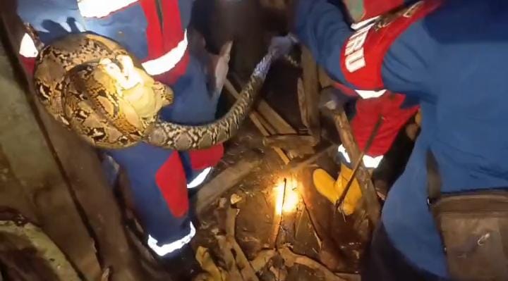 Damkar Kota Jambi Evakuasi Ular Sanca Masuk Pemukiman