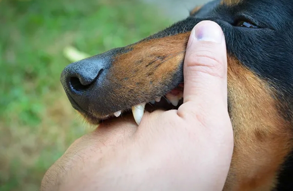Cegah Gigitan Anjing Rabies! Ini Pertolongan Pertama yang Wajib Dilakukan