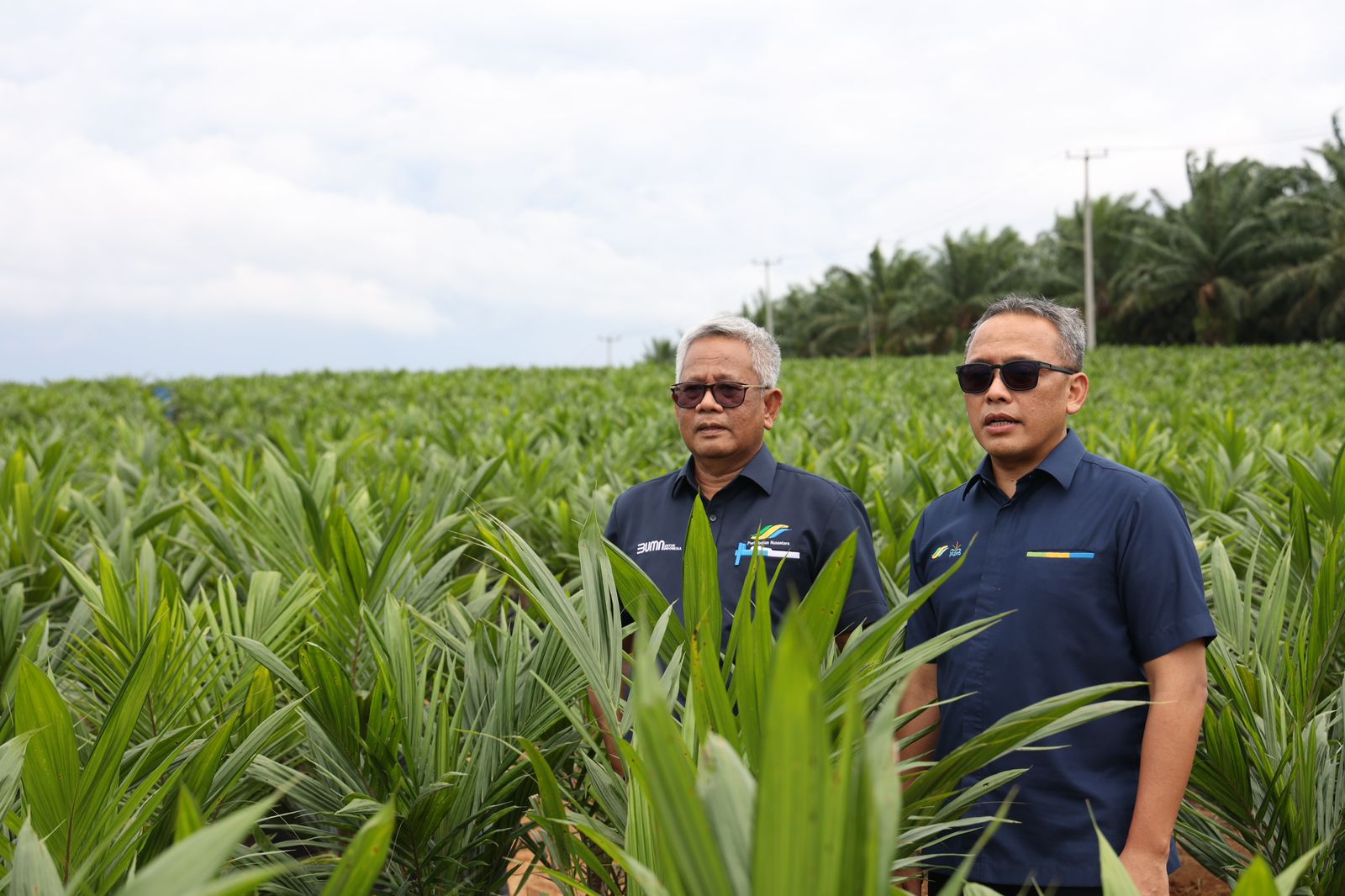 PTPN Inisiasi Program PSR Intercropping Padi Dukung Swasembada Pangan nasional