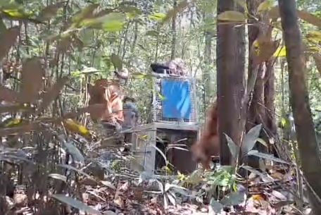 Pulih Usai Jalani Rehabilitasi, 1 Individu Orangutan Kembali ke Alam