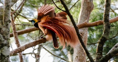 Burung Surga! Berikut 10 fakta menarik Burung Cendrawasih Papua, Fakta No 7 Sangat Unik