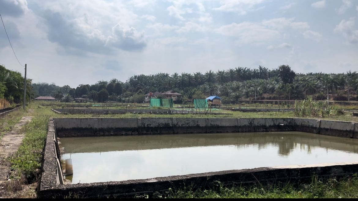 Dampak Kemarau , Indukan Ikan Nila Mati Di Balai Benih Sungai Alai