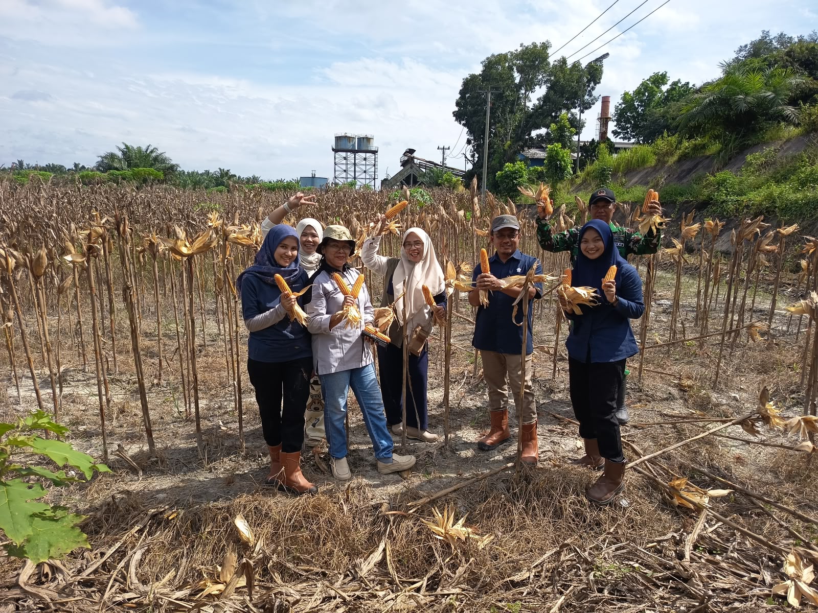 PTPN IV Regional IV Kebun Tanjung Lebar Panen 513 Kg Jagung, Penanaman Tahap Ketiga Kembali Dilanjutkan