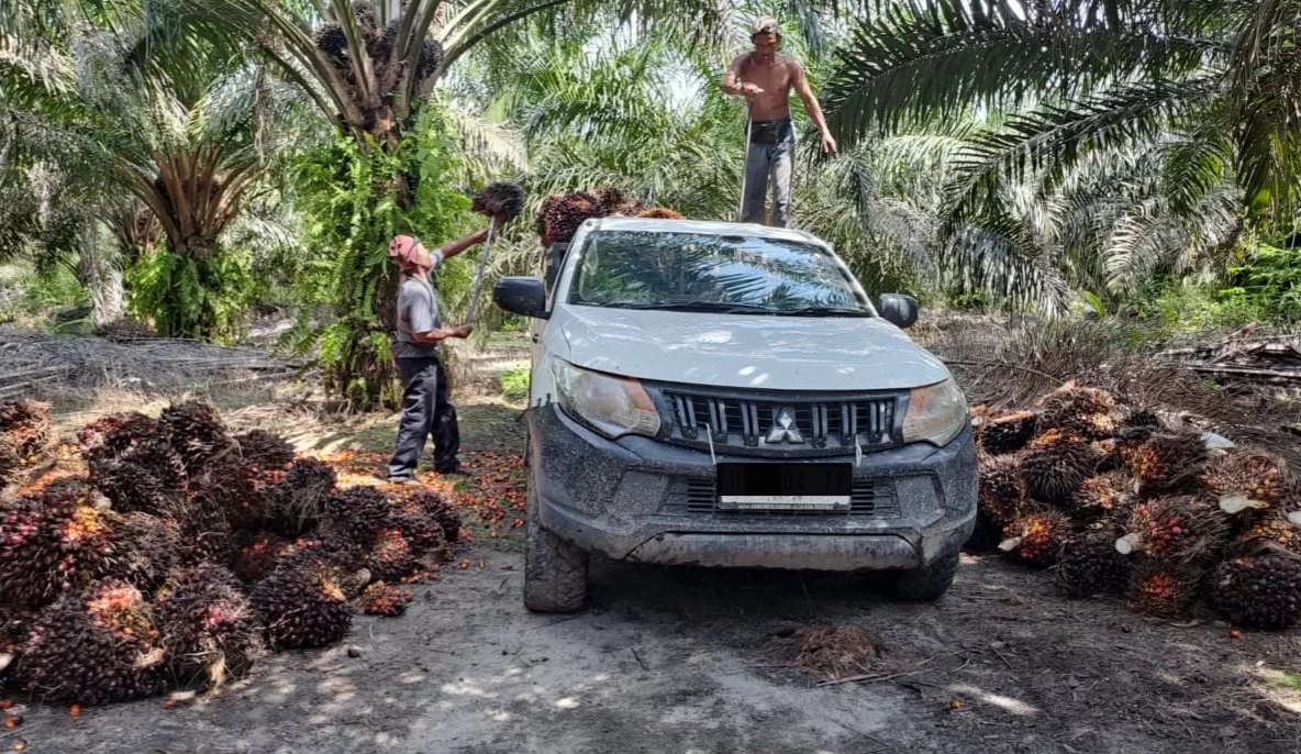 Potensi BUMD Lirik Hilirisasi, Luas Lahan Perkebunan HGU di Jambi 280.065,03 Ha
