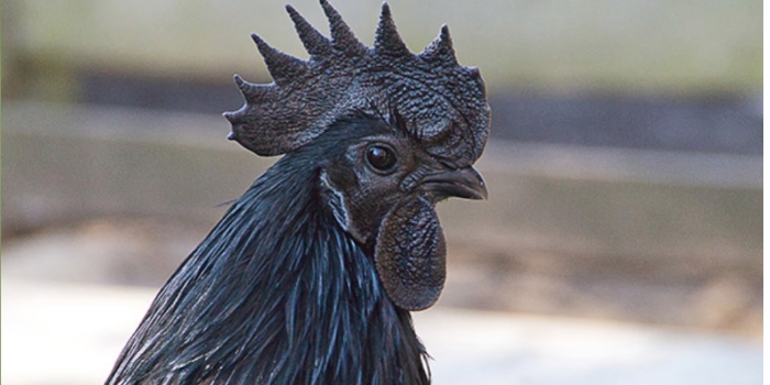 Ayam Cemani, Lebih dari Sekadar Ayam Berbulu Hitam