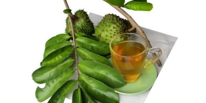 Minuman Ajaib dari Daun Sirsak: Fakta atau Fiksi?