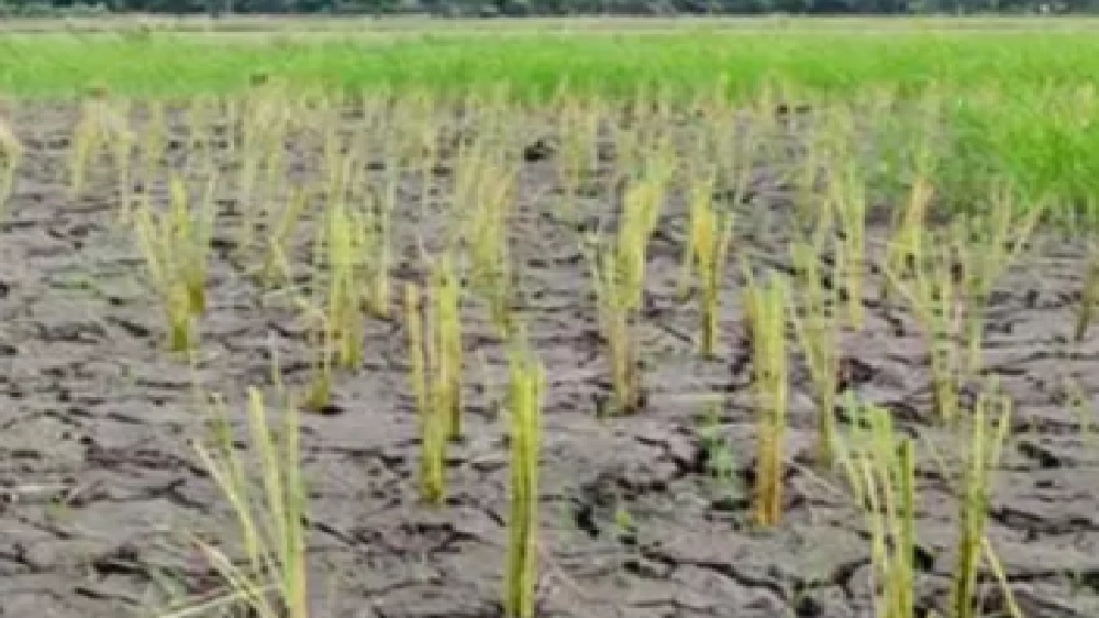 Fenomena El Nino Serang Sektor Pertanian, Pemerintah Siapkan Langkah Begini