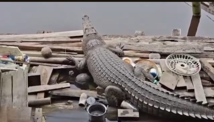 Heboh Penampakan Buaya di Sungai Betara, Tanjab Barat