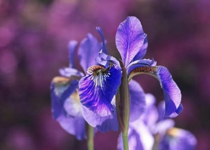 Syarat Akan Makna, Berikut Arti Bunga Iris dalam Setiap Warna