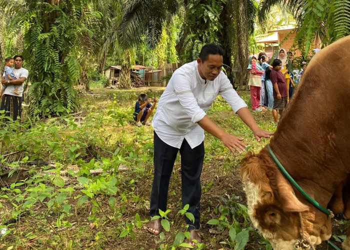 Wabup A. Khafidh Serahkan Sapi Kurban Bantuan Presiden di Empang Benao