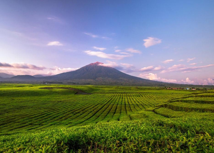 Jauh dari Hiruk Pikuk Kota, Kayu Aro Tawarkan Wisata yang Menenangkan