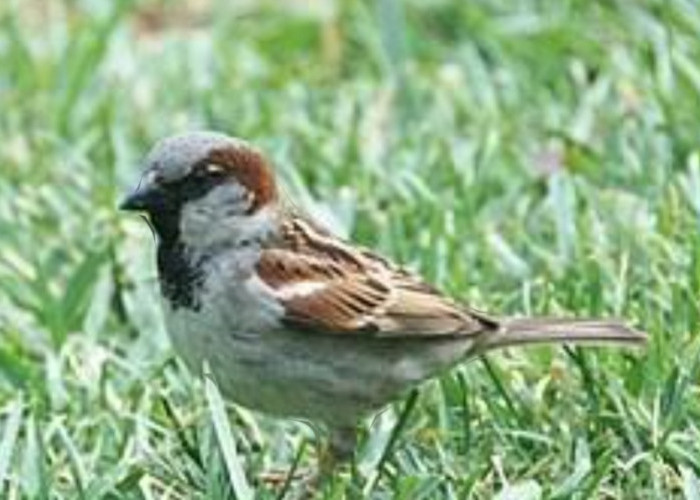 Burung Gereja Bukan Pertanda Buruk, Justru Keberadaannya Jadi Sinyal Baik Bagi Lingkungan