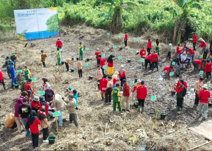 Mitigasi Perubahan Iklim, Penanaman Mangrove Serentak di Seluruh Indonesia