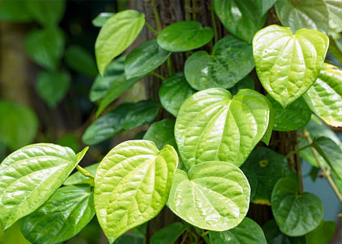 Rahasia Daun Sirih untuk Kesehatan: Manfaat Alami dari Mulut hingga Imunitas Tubuh