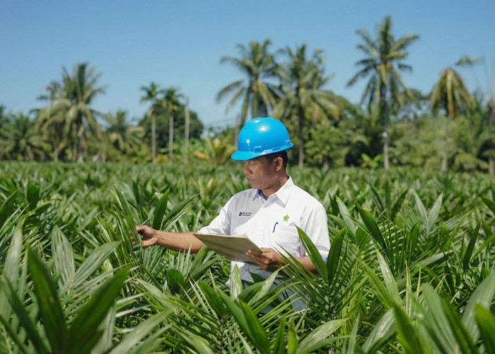 Akselerasi Peremajaan Sawit Rakyat, PTPN IV PalmCo Salurkan 6 Juta Bibit Unggul