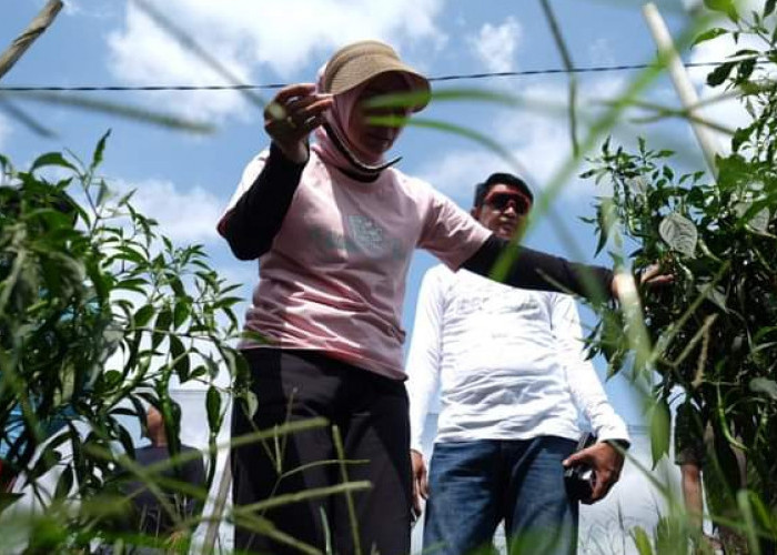 PJ Bupati Muaro Jambi Bachyuni Ungkap Rasa Kagumnya Terhadap Sektor Pertanian Cabe