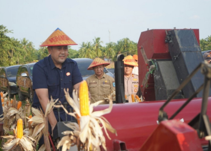 Panen Raya Jagung di Margo Tabir, Pemkab Merangin Targetkan Jadi Lumbung Pangan Jambi