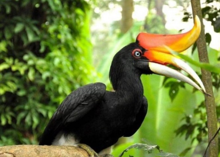 Pesona Keberagaman Satwa Burung yang Menghiasi Wilayah Jambi