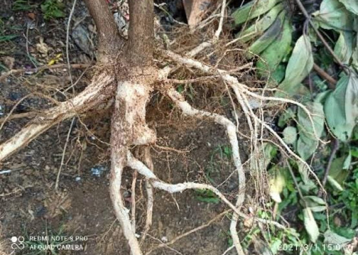 Selain Buahnya yang Manis, Ternyata Akar Nangka Memiliki 5 Khasiat Loh, Apa Saja Ya? Yuk Cek