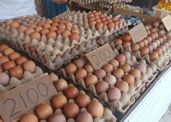 Pasokan Aman, Harga Telur Ayam di Kota Jambi Merangkak Naik Dipicu Faktor Permintaan