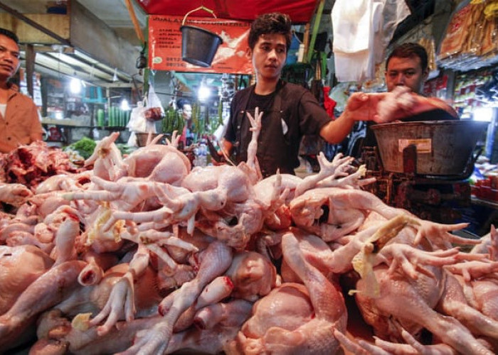 Update Harga Daging Ayam di Pasar Tradisional Kota Jambi (Agustus 2026)