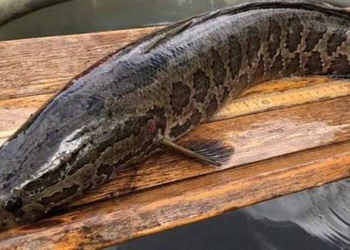 Penelitian Sebut Ikan Gabus Bermanfaat bagi Ibu Pascamelahirkan, Bantu Percepat Pemulihan Luka