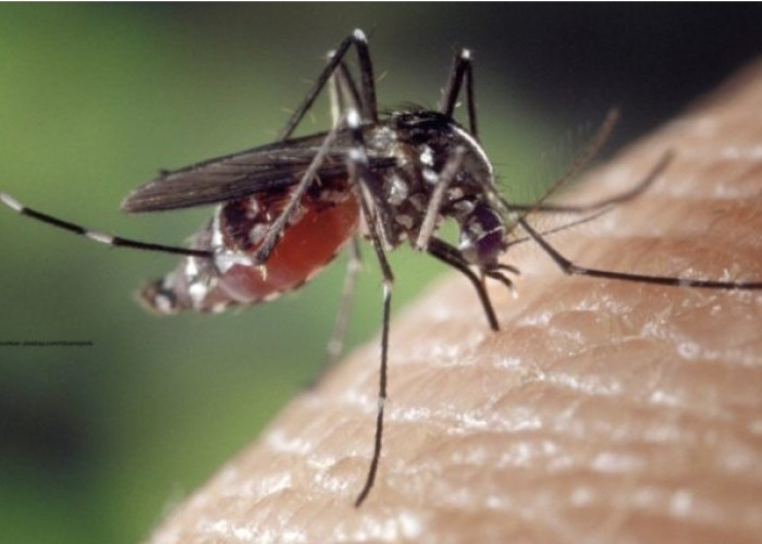 Ketahui, Inilah 6 Bahan Alami yang Dapat Digunakan Untuk Mengusir Nyamuk