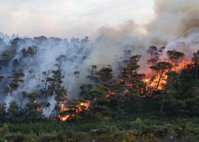 5 Hektar Lahan Gambut Terbakar , Petugas Butuh Waktu 3 Hari  Padamkan Api 
