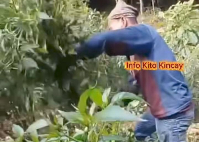 Harga Cabai Terpuruk di Kerinci, Petani Terpaksa Tebang Tanaman