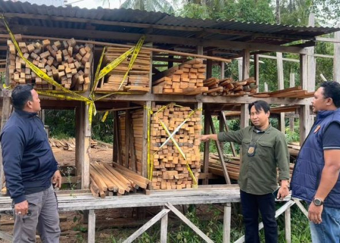Peredaran Kayu Ilegal Terbongkar, Ratusan Batang Diamankan di Maluku