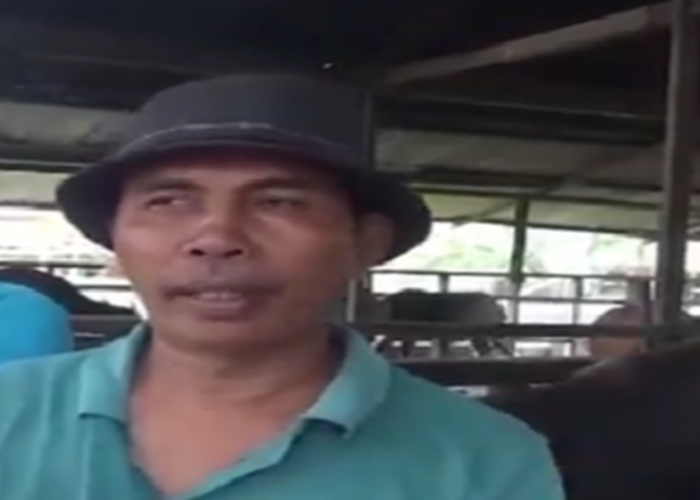 Jelang Idul Adha, Penjual Sapi Mulai Banjir Orderan 