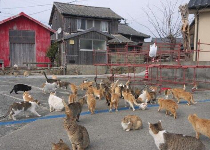 Cara Aman Usir Kucing Liar yang Datang ke Rumah Tanpa Menyakiti, Yuk Dicoba!