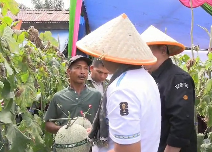 Panen Raya Melon, Bupati Tanjab Barat Dorong Desa Jadi Sentra Hortikultura Unggulan  