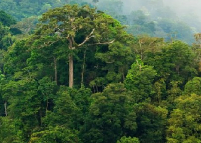  Hutan sebagai Paru-paru Bumi, Manfaat Hutan bagi Kehidupan