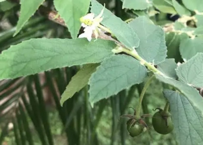 Daun Kersen untuk Gula Darah Herbal Alami yang Jarang Diketahui