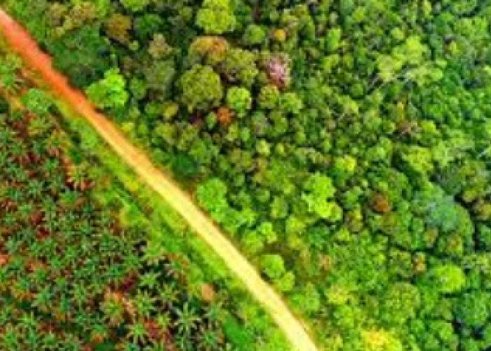 Hutan Harapan: Menghidupkan Harapan bagi Kehidupan dan Lingkungan