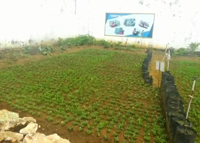 Lapas Kelas IIB Bangko Kembangkan Kebun Produktif Dukung Swasembada Pangan